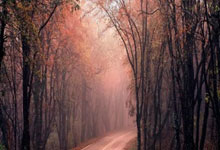 爱游戏官方-阿尔艾因球迷现场助威，激发球队夺冠斗志